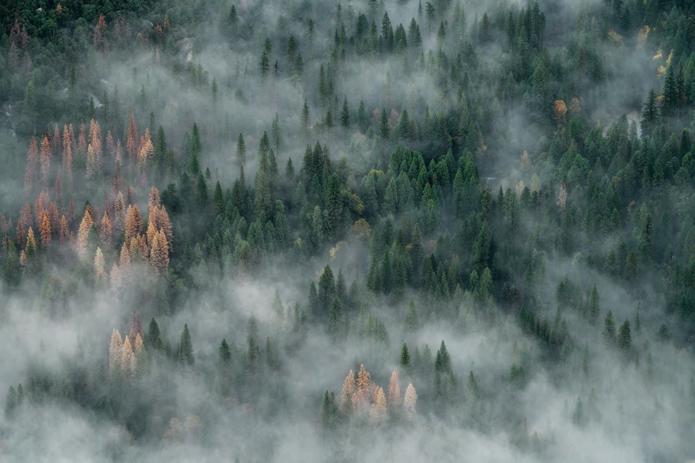 Misty forest habitat